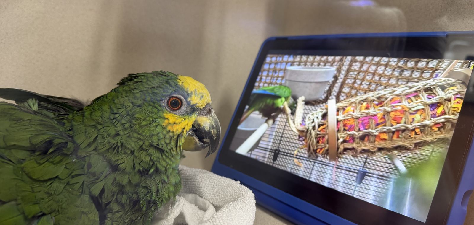 Two parrot patients watching an enrichment video
