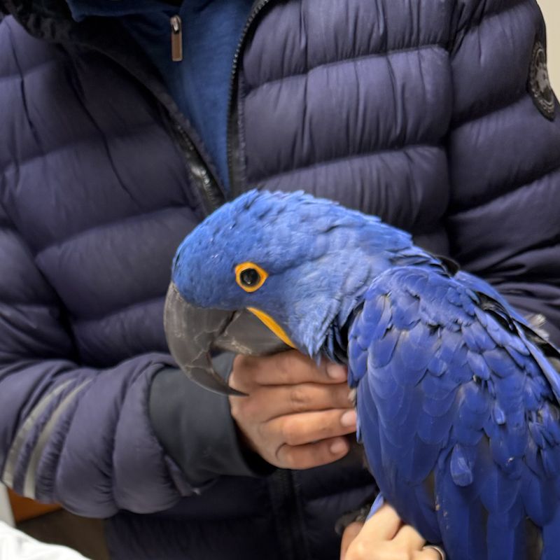 Scarlet macaw