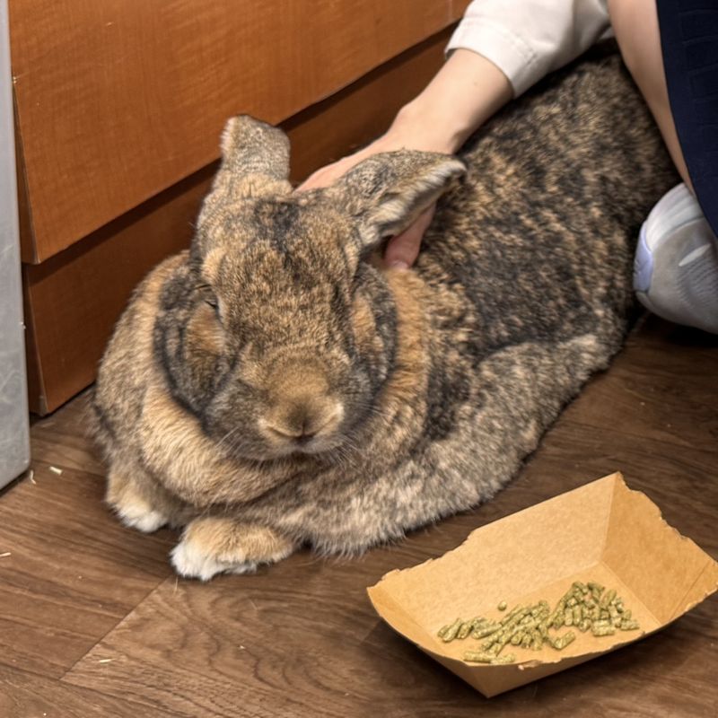 Dwarf rabbit