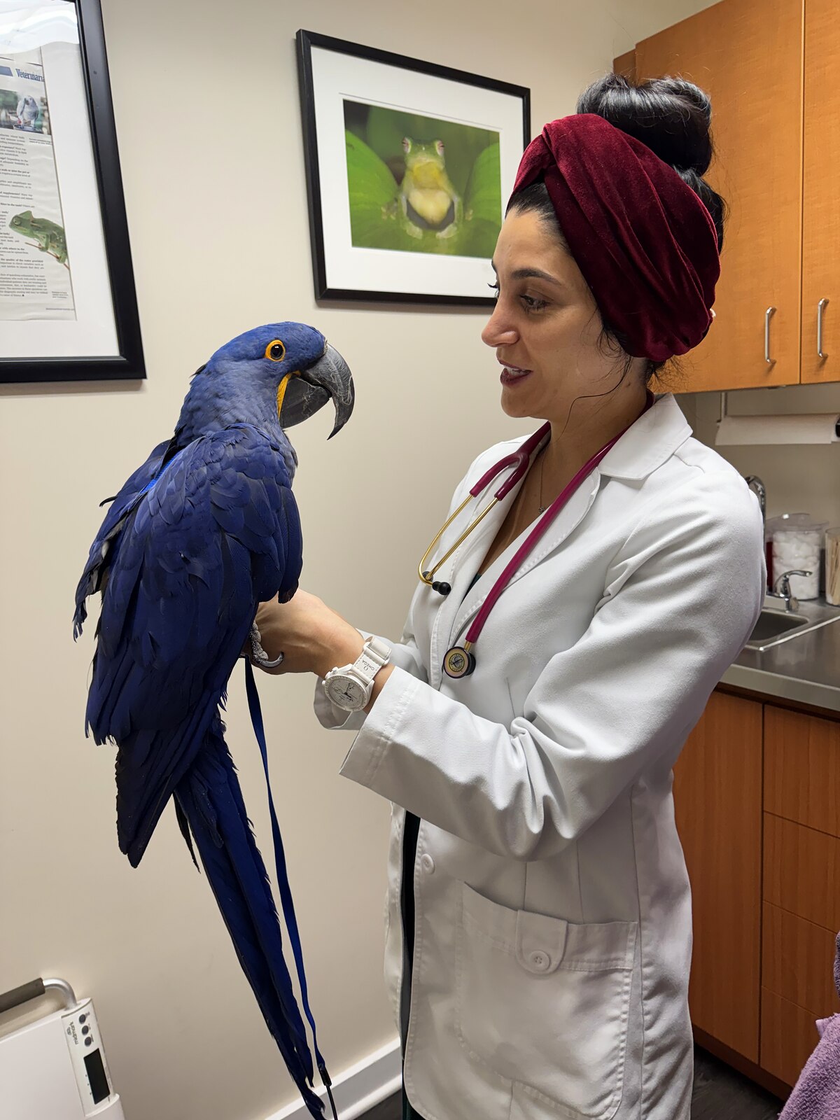 Dr. Zonenshine with a hyacinth macaw