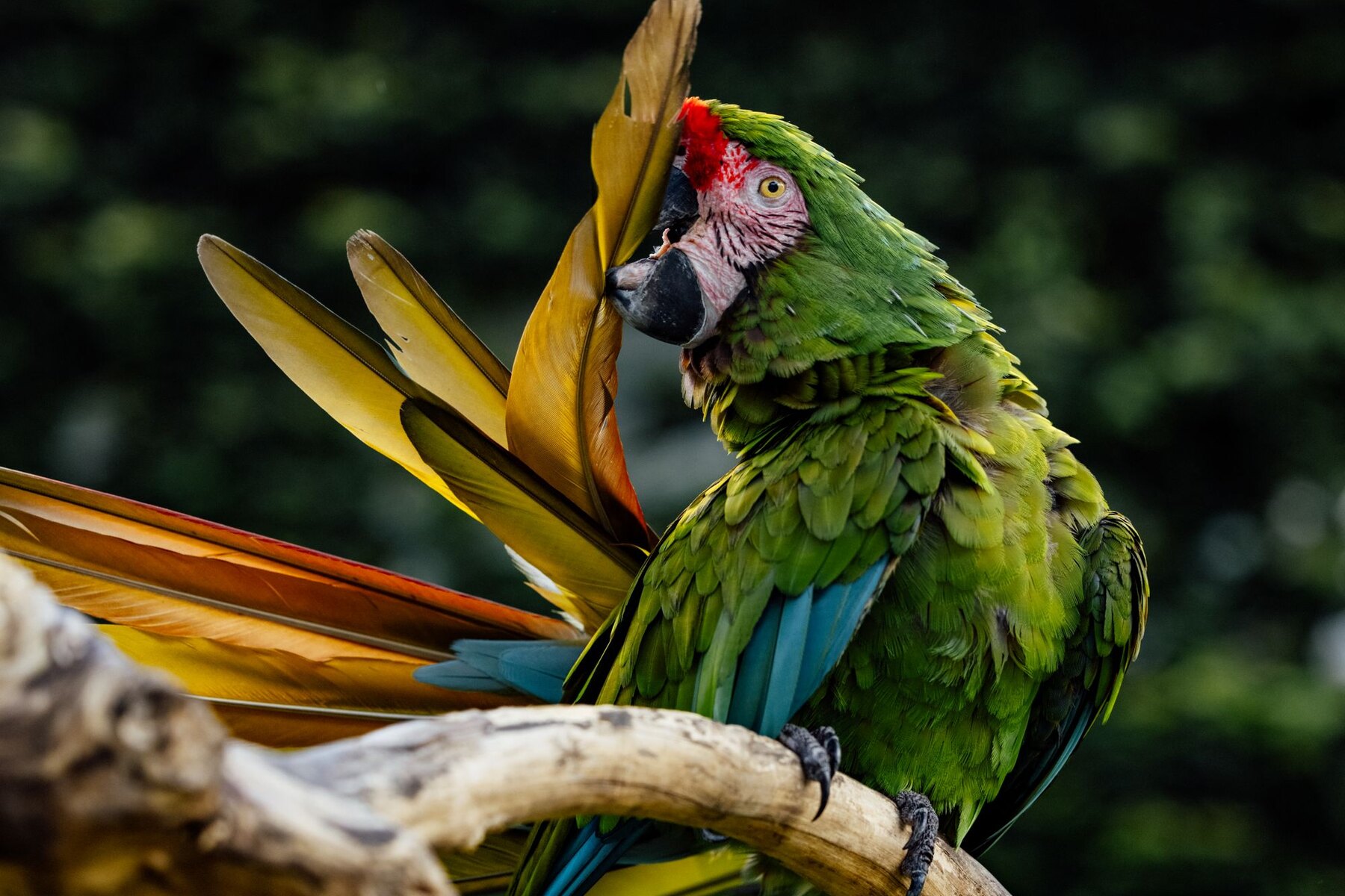 Macaw perched in the wild