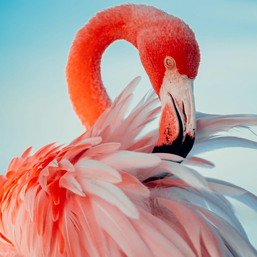 A flamingo curving its neck over its back