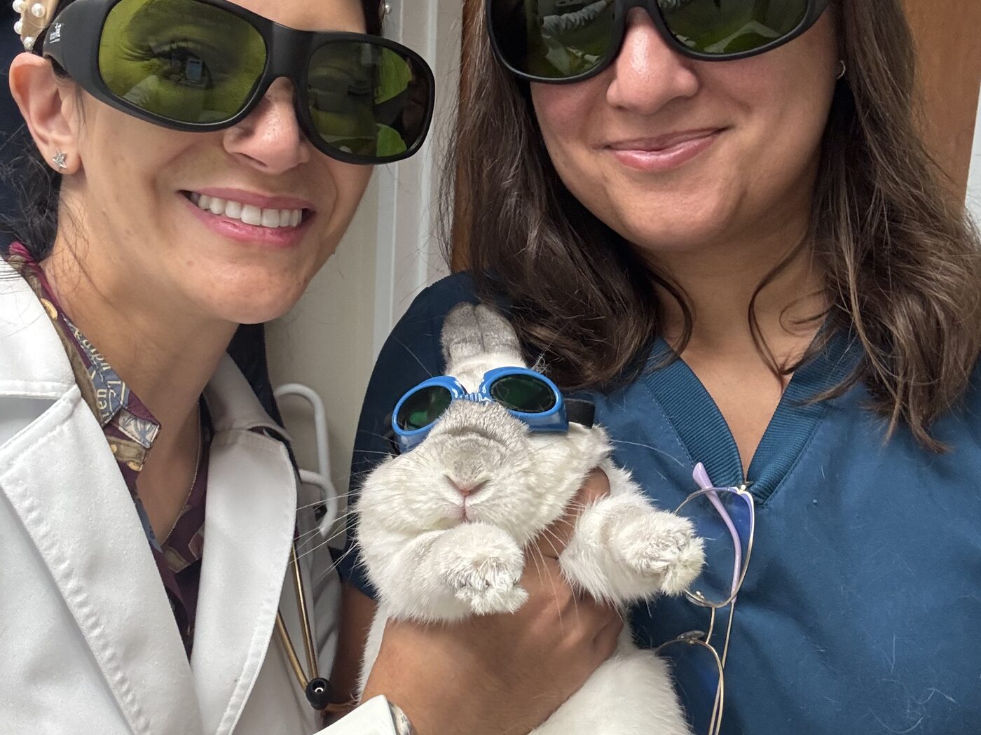 A rabbit in protective goggles receiving laser therapy while the care team wears laser safety eyewear
